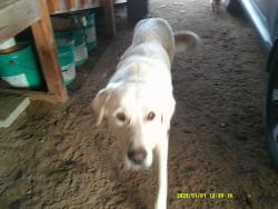 Lost Female Dog last seen Wildcat canyon, San Diego County, CA 92040