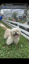 Lost Female Dog last seen Levic frankford, Philadelphia, PA 19124