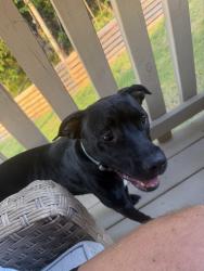 Found/Stray Female Dog last seen Ooltewah Georgetown Road, Hamilton County, TN 37363