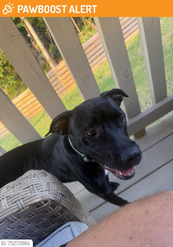 Found/Stray Female Dog last seen Ooltewah Georgetown Road, Hamilton County, TN 37363