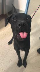Reunited Male Dog last seen Como and Hamline, Saint Paul, MN 55108