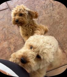 Lost Male Dog last seen Burton and goff ave pittsburg ca, Pittsburg, CA 94565