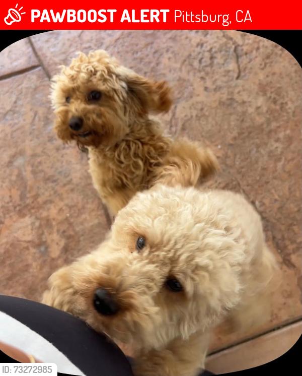 Lost Male Dog last seen Burton and goff ave pittsburg ca, Pittsburg, CA 94565