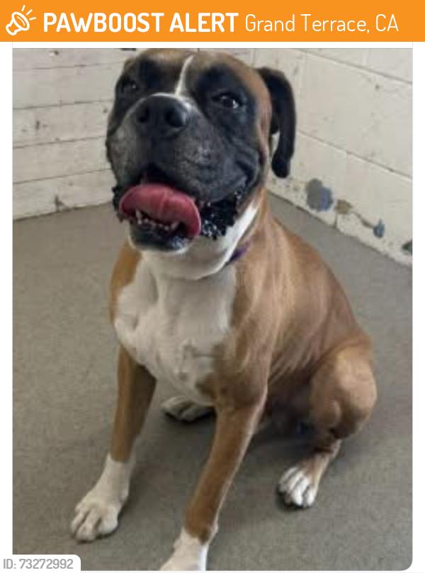 Found/Stray Female Dog last seen Grand Terrace high school, Grand Terrace, CA 92313