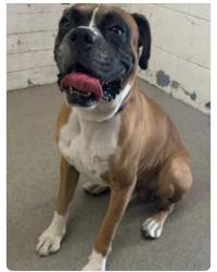 Found/Stray Female Dog last seen Grand Terrace high school, Grand Terrace, CA 92313