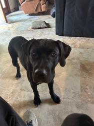 Found/Stray Male Dog last seen Arlington blvd, Don Carol, El Cerrito, CA 94530