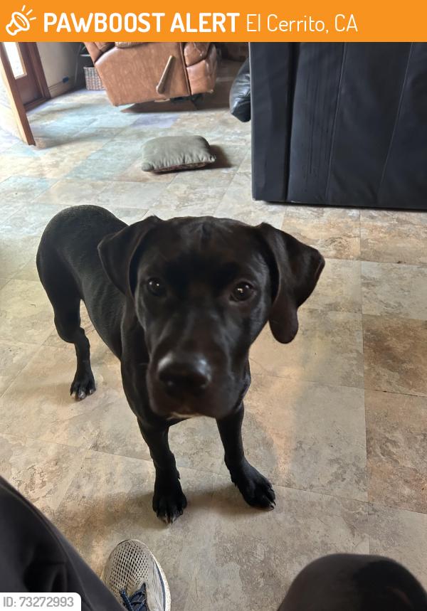 Found/Stray Male Dog last seen Arlington blvd, Don Carol, El Cerrito, CA 94530