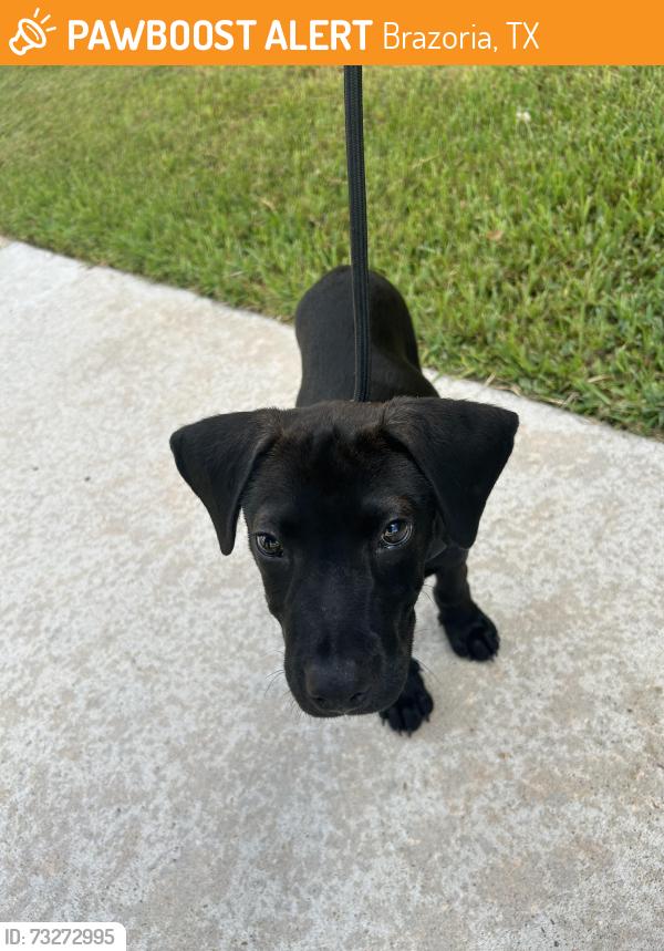 Found/Stray Male Dog last seen Yerby st apmts in Brazoria, Brazoria, TX 77422