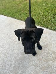 Found/Stray Male Dog last seen Yerby st apmts in Brazoria, Brazoria, TX 77422