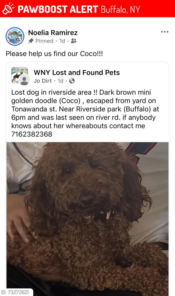 Lost Female Dog last seen Tonawanda and Esser st, Buffalo, NY 14207