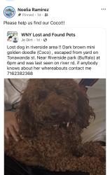 Lost Female Dog last seen Tonawanda and Esser st, Buffalo, NY 14207