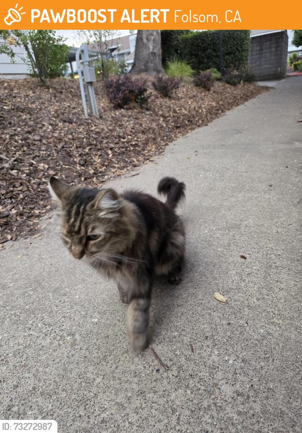 Found/Stray Unknown Cat last seen Mobile gas station, Folsom, CA 95630