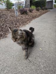 Found/Stray Unknown Cat last seen Mobile gas station, Folsom, CA 95630