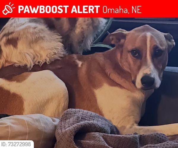 Lost Male Dog last seen Near jones street, Omaha, NE 68154