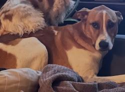 Lost Male Dog last seen Near jones street, Omaha, NE 68154