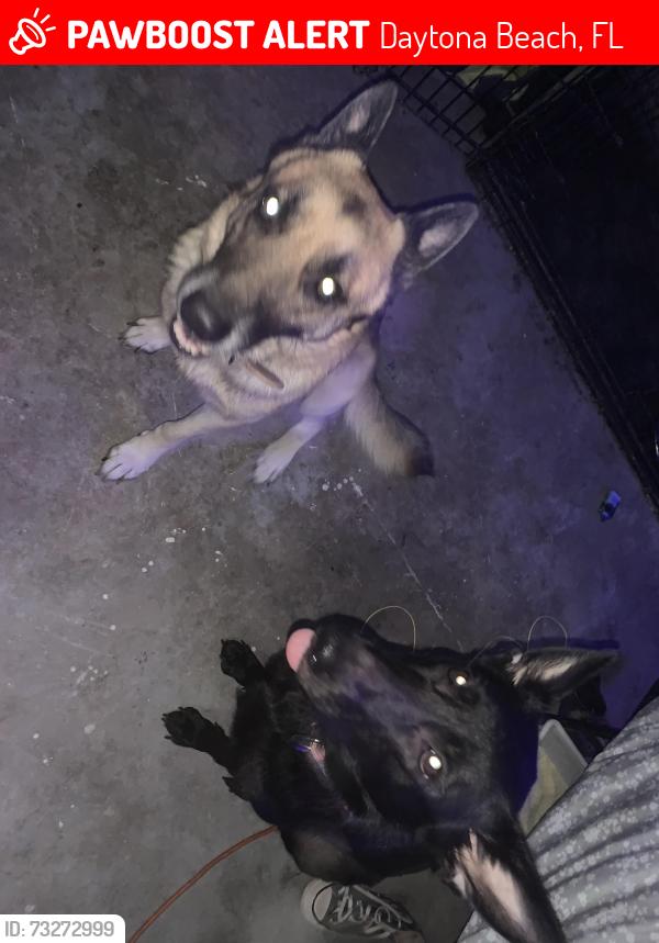 Lost Male Dog last seen Near gibbons ave, Daytona Beach, FL 32117