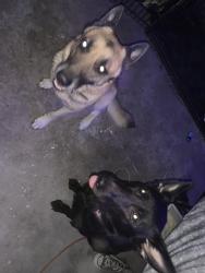 Lost Male Dog last seen Near gibbons ave, Daytona Beach, FL 32117