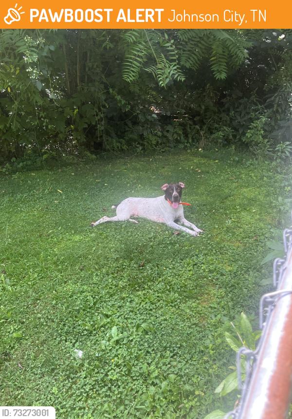 Found/Stray Male Dog last seen Rocky LN, Johnson City, TN 37601