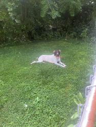 Found/Stray Male Dog last seen Rocky LN, Johnson City, TN 37601
