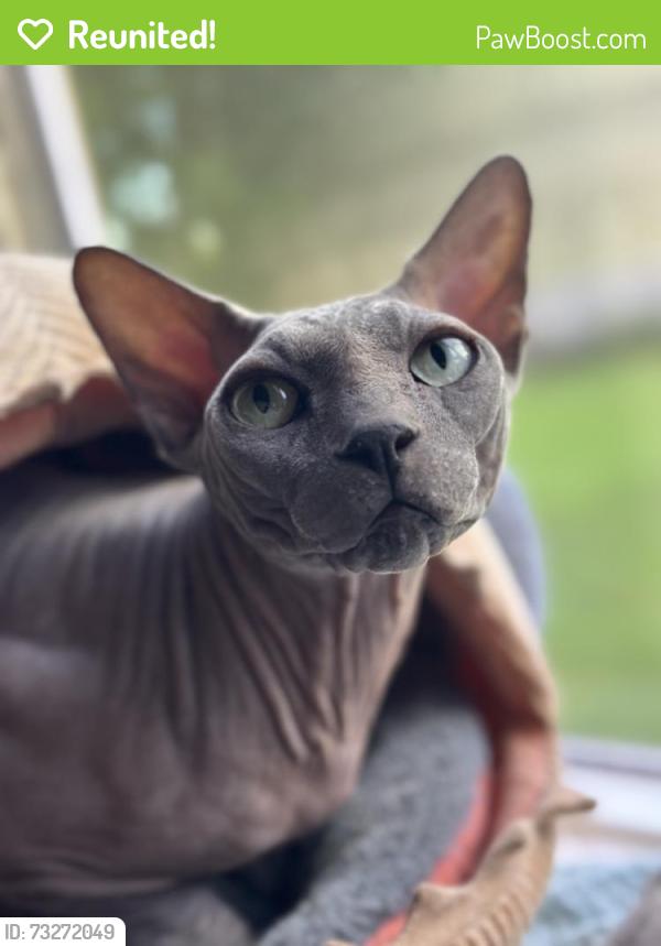 Reunited Male Cat last seen Near Berkridge Dr, Houston, TX 77053, USA, Houston, TX 77053