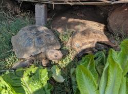 Reunited Female Reptile last seen Leffingwell/Meyer, Whittier, CA 90605