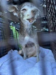 Shelter Stray Female Dog last seen TX, 7201 Levander Loop bldg a, Austin, TX 78702, USA