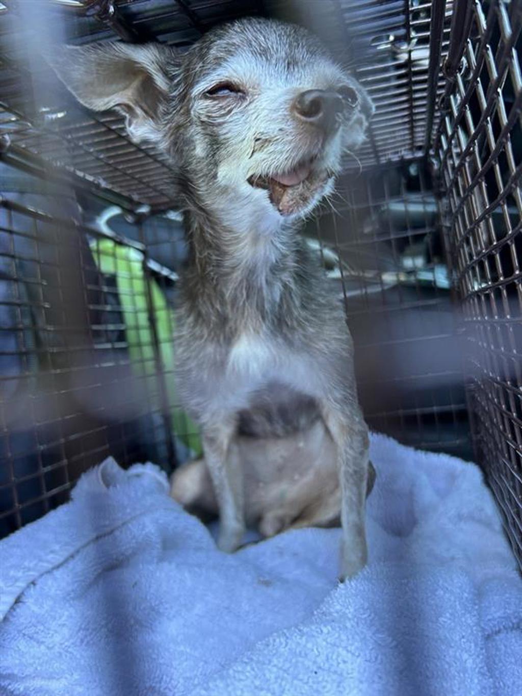 Shelter Stray Female Dog last seen Near Tapadera Trace Lane, AUSTIN, TX, 78727, 7201 Levander Loop bldg a, Austin, TX 78702, USA