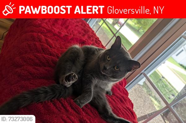 Lost Male Cat last seen Hwy29, Gloversville, NY 12078