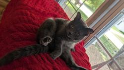 Lost Male Cat last seen Hwy29, Gloversville, NY 12078