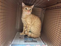 Shelter Stray Male Cat last seen Near Kleberg Trail, AUSTIN, TX, 78747, 7201 Levander Loop bldg a, Austin, TX 78702, USA