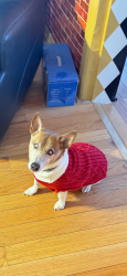 Reunited Male Dog last seen Broadway, Brentwood, NY 11717
