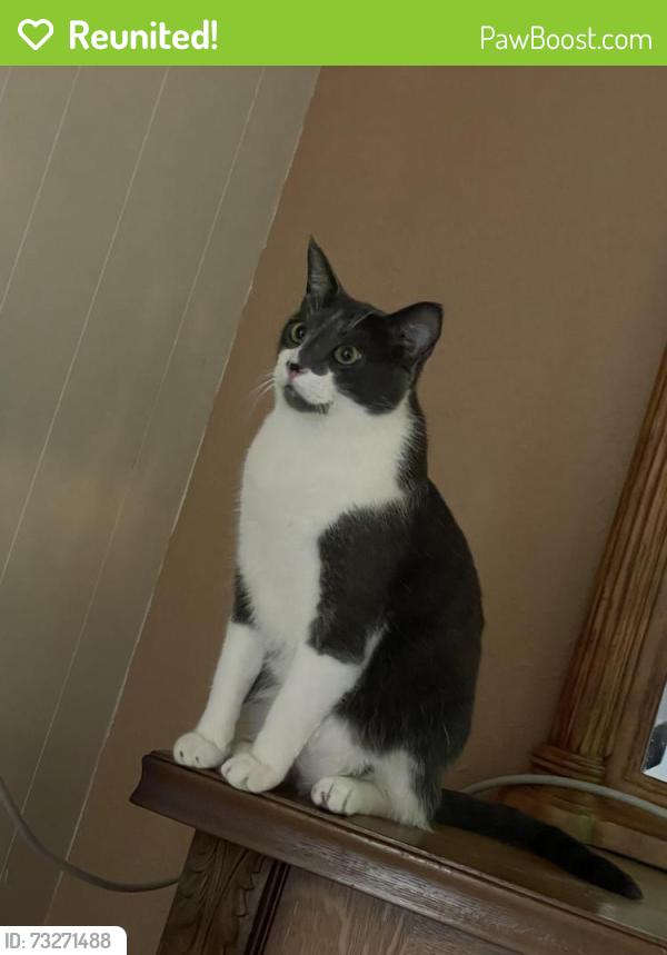 Reunited Male Cat last seen Near homes on Mountain View, Desert Hot Springs, CA 92240