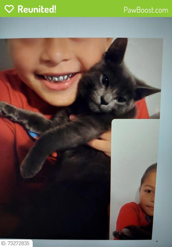 Reunited Female Cat last seen Atlantic Blvd, Maywood, CA 90270