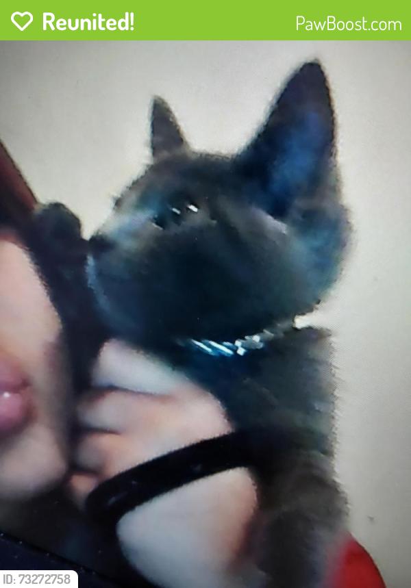 Reunited Female Cat last seen S. Atlantic Blvd, Maywood, CA 90270