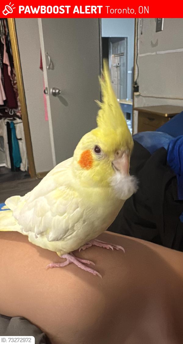 Lost Unknown Bird last seen Scarborough bluffs, Toronto, ON 