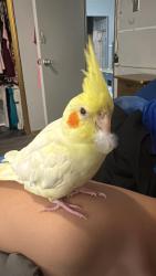 Lost Unknown Bird last seen Scarborough bluffs, Toronto, ON 