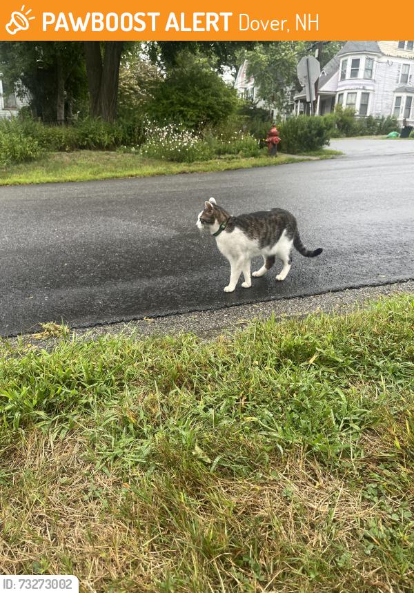 Found/Stray Unknown Cat last seen Hough st and Mt Vernon st, Dover, NH 03820