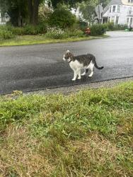 Found/Stray Unknown Cat last seen Hough st and Mt Vernon st, Dover, NH 03820