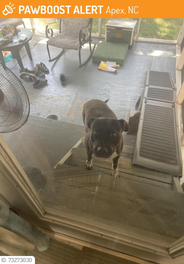 Found/Stray Male Dog last seen Baucom Elementary, Apex, NC 27502