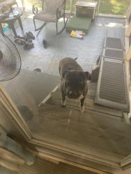 Found/Stray Male Dog last seen Baucom Elementary, Apex, NC 27502