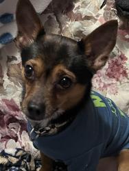 Found/Stray Male Dog last seen Southview Christian Church, Grandview, MO 64030