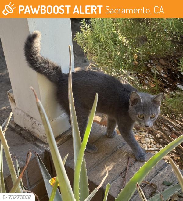 Found/Stray Female Cat last seen Wells Fargo, Sacramento, CA 95815