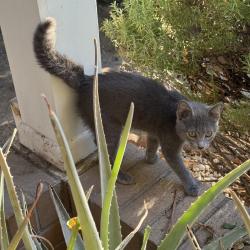 Found/Stray Female Cat last seen Wells Fargo, Sacramento, CA 95815