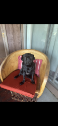 Lost Male Dog last seen Starr pass, Tucson, AZ 85745