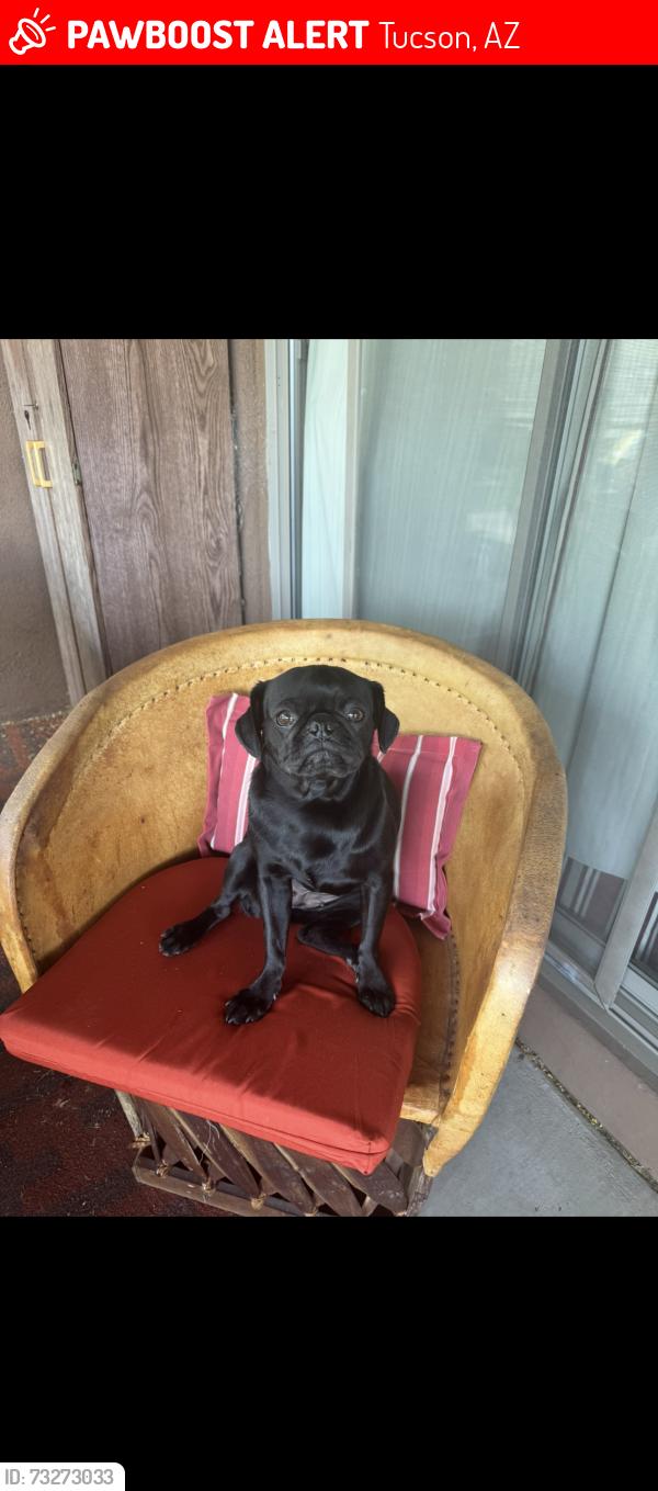 Lost Male Dog last seen Starr pass, Tucson, AZ 85745