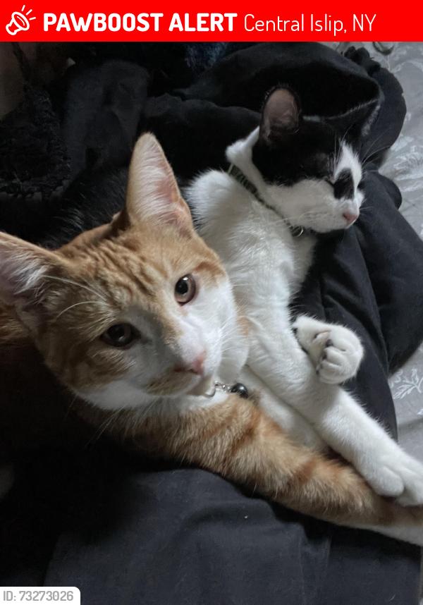Lost Male Cat last seen Pear Street, Central Islip, NY 11722
