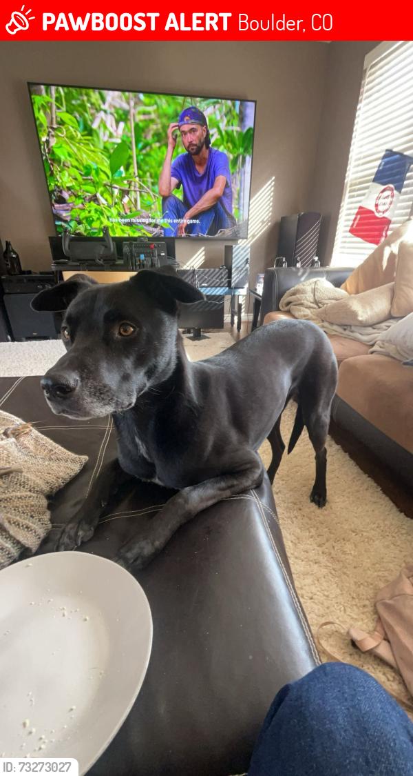 Lost Male Dog last seen He was first spotted by Boulder Cemetery, then made his way up towards chitaqua. Then last seen around 772 Circle Drive, Boulder, CO 80302