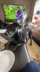 Lost Male Dog last seen He was first spotted by Boulder Cemetery, then made his way up towards chitaqua. Then last seen around 772 Circle Drive, Boulder, CO 80302