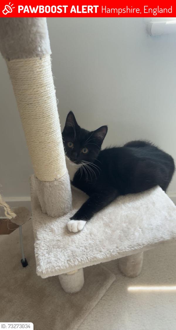 Lost Male Cat last seen flt 1 31 agincourt drive, Hampshire, England 