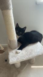 Lost Male Cat last seen flt 1 31 agincourt drive, Hampshire, England 